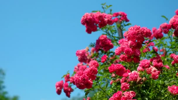Gemme e fiori di rose ricce rosse rosa nella calda giornata estiva in giardino — Video Stock