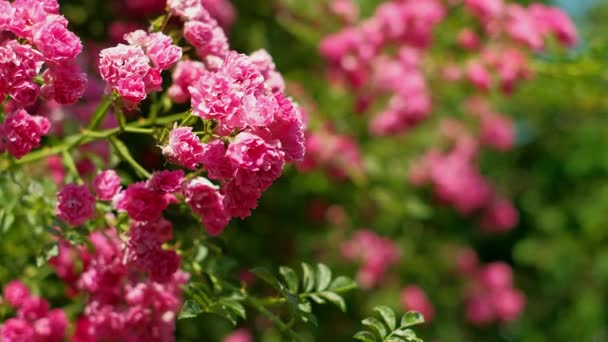 Pupeny a květy růžové červené kudrnaté růže v horkém letním dni na zahradě — Stock video