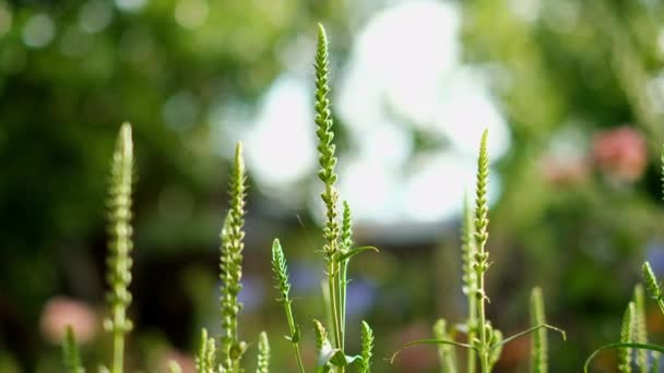 Fizostegia knoppen in de zomertuin. Gehoorzame plant Physostegia virginiana — Stockvideo