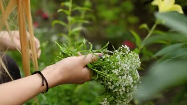 Kobieta zbierać bukiet białych kwiatków w ogrodzie letnim — Wideo stockowe