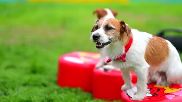 2020-09-05 Minsk, Belarus. Jack Russell Terrier treedt op op een kinderfeestje — Stockvideo