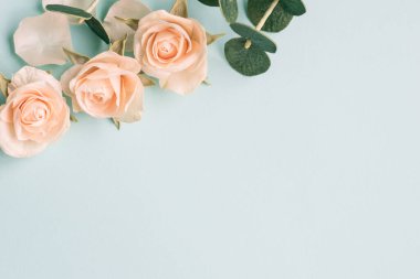 Mavi arka plan afişi, gül yaprakları ve okaliptüs üzerinde krema gülleri çalısı. Uzayı kopyala Düz yatıyordu. Doğa konsepti. Metnin için en üstte boşluk var. Kartpostallar, duyurular ve düğün davetiyeleri.