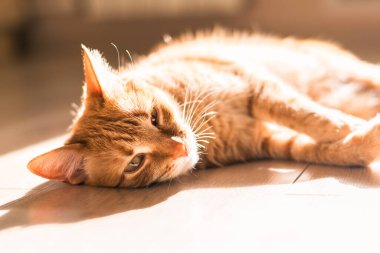 Sunny portrait of cute red ginger cat lying on the floor on a light laminate, lazy day. Shorthaired redhead pussy