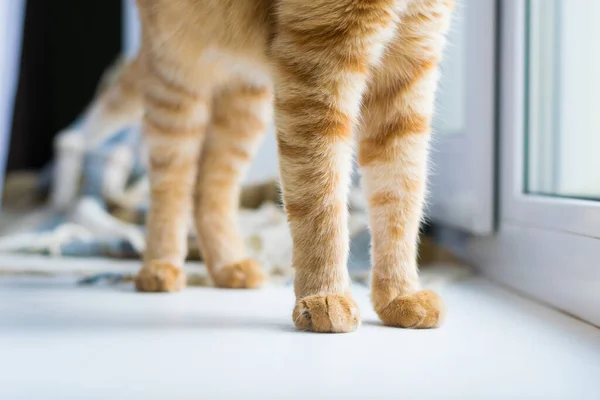 Ноги Червоної Кішки Підвіконні Затишок Тепло Кота Будинку — стокове фото