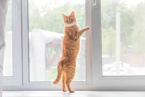 귀엽고 고양이가 자립심을 놓치고 창가에 포즈를 취한다 — 스톡 사진