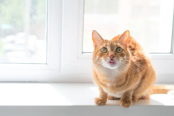 Милий молодий червоний імбирний кіт під час самоізоляції пропускає вулицю і позує на фоні вікна, на підвіконні — стокове фото