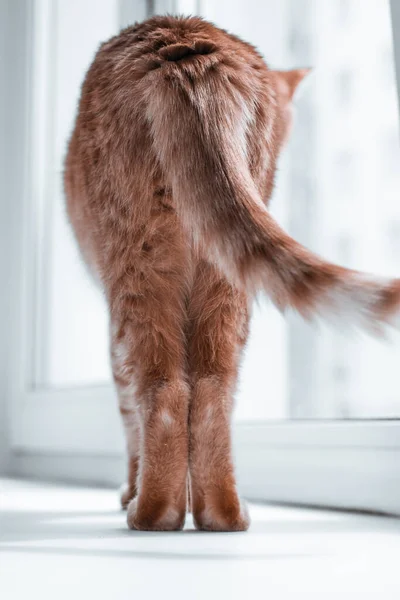 Милий молодий червоний імбирний кіт під час самоізоляції пропускає вулицю і позує на фоні вікна, на підвіконні — стокове фото
