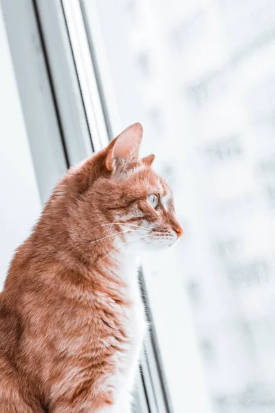 Lindo joven rojo jengibre gato durante auto-aislamiento pierde la calle y poses en el fondo de la ventana, en el alféizar de la ventana — Foto de Stock