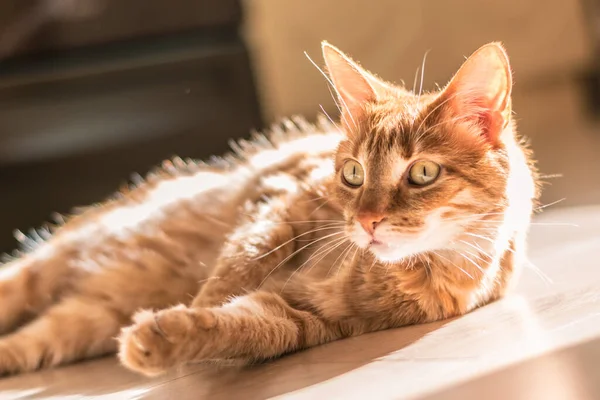 Ritratto Soleggiato Carino Gatto Rosso Zenzero Sdraiato Sul Pavimento Laminato — Foto Stock