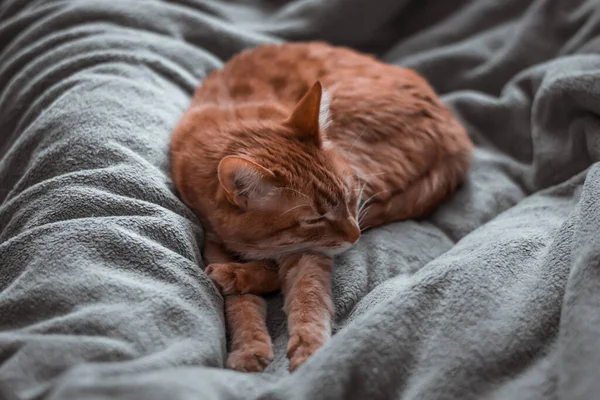 Gatto Rosso Domestico Dai Capelli Corti Giovane Bella Gattino Zenzero — Foto Stock