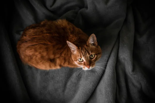 Κουβέρτα Σπίτι Τζίντζερ Κόκκινη Γάτα Στηρίζεται Ένα Γκρι Καρό Ζεστή — Φωτογραφία Αρχείου