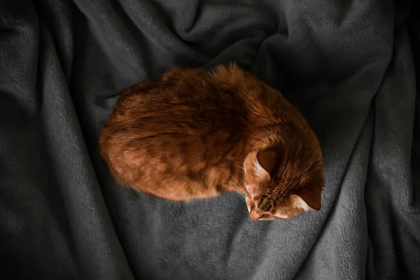 Blanket House Ginger Red Cat Resting Gray Plaid Cozy Picture — Stock Photo, Image