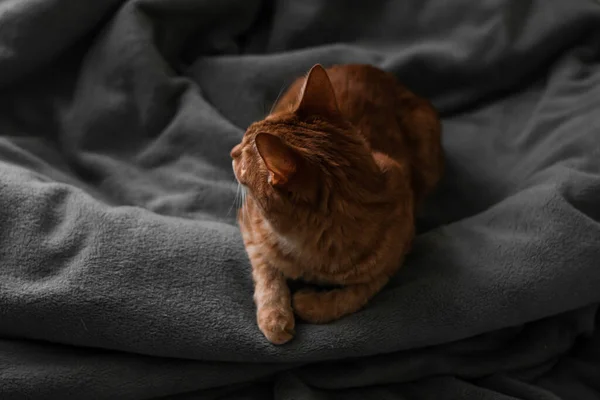 Manta Casa Jengibre Rojo Gato Descansando Gris Cuadros Acogedor Cuadro — Foto de Stock