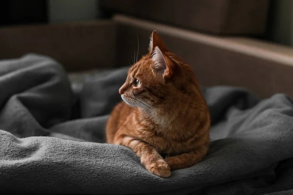 Coperta Casa Zenzero Gatto Rosso Appoggiato Plaid Grigio Accogliente Quadro — Foto Stock