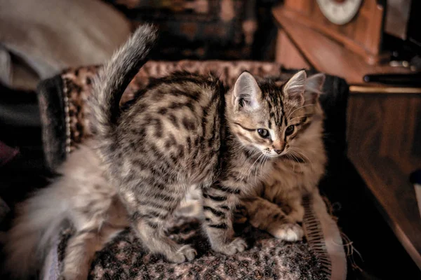 Blanket House Striped Gray Cream Kitten Cat Resting Spotted Blanket — Stock Photo, Image