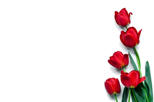 Wiosenne Czerwone Tulipany Zielonymi Liśćmi Białym Odizolowanym Tle Copyspace — Zdjęcie stockowe