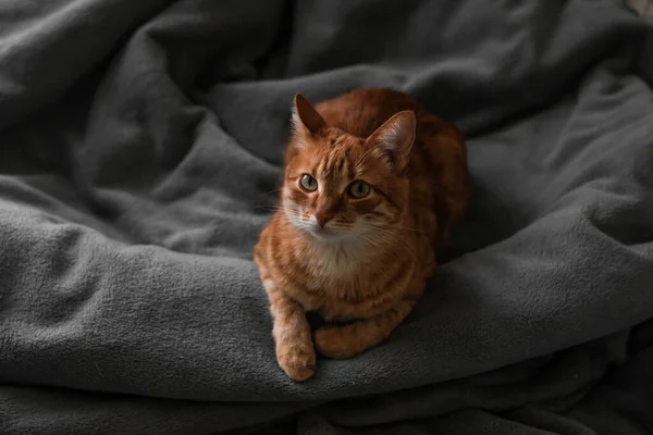 Manta Casa Jengibre Rojo Gato Descansando Gris Cuadros Acogedor Cuadro Fotos De Stock