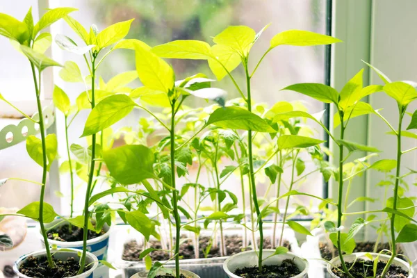 Plántulas Tomate Verde Joven Ventana Blanca Cómo Cultivar Alimentos Casa Fotos De Stock