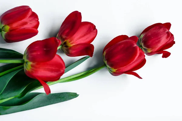 Jarní Červené Tulipány Zelenými Listy Bílém Izolovaném Pozadí Copyspace Royalty Free Stock Fotografie