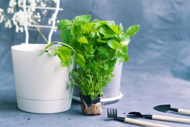Demlikteki bir çömleğe sebze ekiyorum. Melissa Officinalis kadınların elinde. Evde bahçıvanlık, adım adım bir rehber. Pencere kenarında yararlı ve lezzetli nane bitkileri, sağlıklı beslenme..