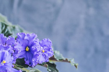 Menekşe çiçekleri, yeşil kabarık yapraklı gri taştan bir arka planda afrodit gibidir. Yazıtın için bir yer. kopyalama alanı