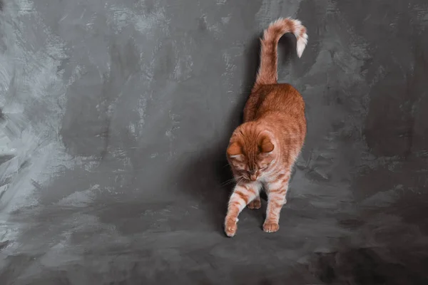 Bellissimo Gatto Rosso Gioca Uno Sfondo Artistico Grigio Con Spazio — Foto Stock