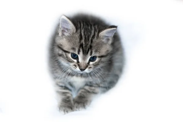 Little Gray Kitten Blue Eyes Isolated White Background — Stock Photo, Image