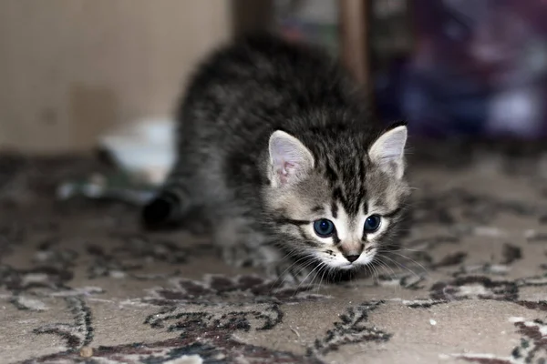 Small Gray Striped Shorthair Kitten First Steps Novice Researcher — Stock Photo, Image