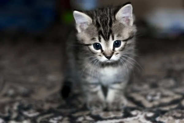 Small Gray Striped Shorthair Kitten First Steps Novice Researcher — Stock Photo, Image