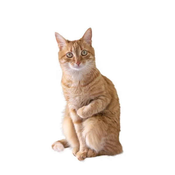 Young Short Haired Red Cat Sits Holds Something One Paw Zdjęcie Stockowe