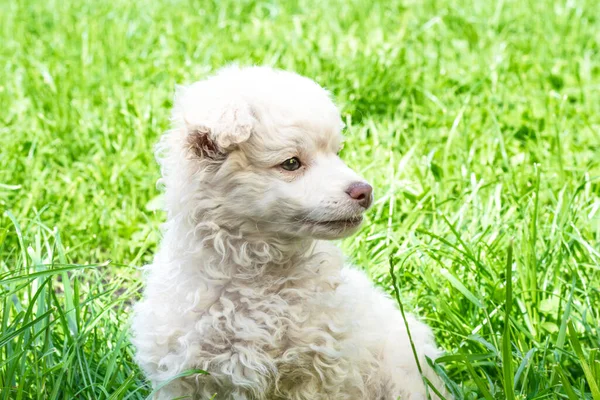 Pequeño Cachorro Blanco Divertido Está Sentado Naturaleza Hierba Césped Pequeño —  Fotos de Stock