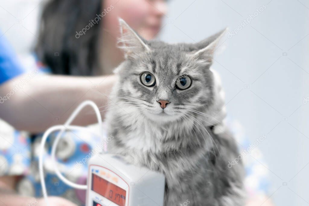 veterinarian measures blood pressure of gray fluffy cat. manipulations in a veterinary clinic. cute animal face expression, funny picture at the vet
