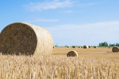 Saman yığını sonbaharda tarım arazisinde yuvarlanır. Samanlık hasat alanı. Tarım samanlığı hasadı. Ağaçların arka planına karşı tarım saman yığını hasat sahnesi. yakın plan