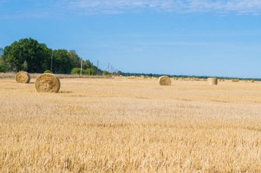 Saman yığını sonbaharda tarım arazisinde yuvarlanır. Samanlık hasat alanı. Tarım samanlığı hasadı. Ağaçların arka planına karşı tarım saman yığını hasat sahnesi. yakın plan
