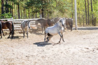 Farklı türde güzel atlar otlakta yürüyor. Kahverengi, beyaz ve gri atlar çiftlikteki otlakta yiyip koşuyorlar. Köyde güzel bir rüya