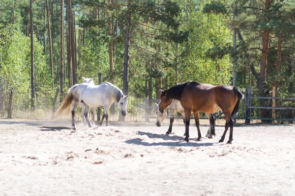 beautiful horses of different breeds are walking in the pasture. brown, white and gray horses eat and run in the paddock on the farm. beautiful dream in the village