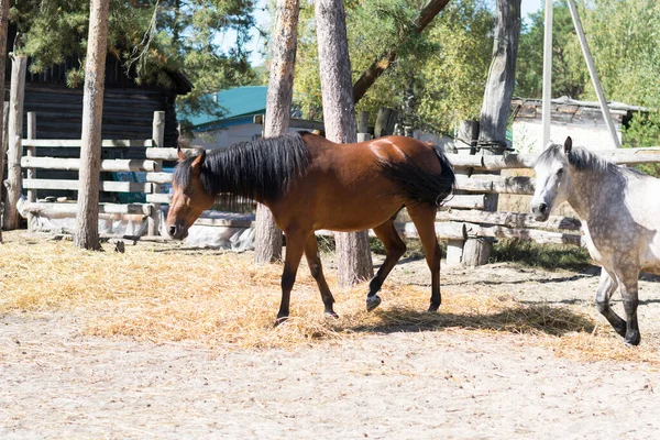 beautiful horses of different breeds are walking in the pasture. brown, white and gray horses eat and run in the paddock on the farm. beautiful dream in the village