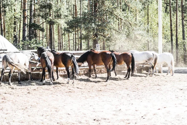 Farklı türde güzel atlar otlakta yürüyor. Kahverengi, beyaz ve gri atlar çiftlikteki otlakta yiyip koşuyorlar. Köyde güzel bir rüya — Stok fotoğraf