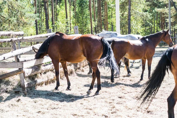 beautiful horses of different breeds are walking in the pasture. brown, white and gray horses eat and run in the paddock on the farm. beautiful dream in the village