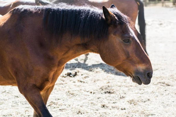 beautiful horses of different breeds are walking in the pasture. brown, white and gray horses eat and run in the paddock on the farm. beautiful dream in the village