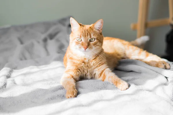 Un gato rojo doméstico esponjoso está mintiendo y divertirse en la cama. retrato de un gatito jengibre en el sol de la mañana — Foto de Stock