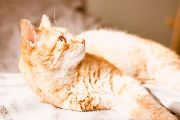 Un gato rojo doméstico esponjoso está mintiendo y divertirse en la cama. retrato de un gatito jengibre en el sol de la mañana — Foto de Stock