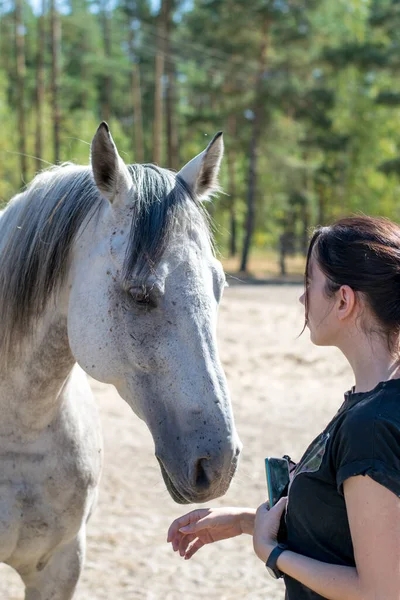 Hippotherapy Children Adults Girl Stroking Beautiful Gray Horse Hippo Therapy — Stock Photo, Image
