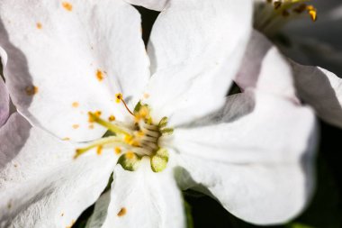Elma ağacının çiçeklerini kapat..