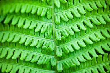 Yeşil fern closeup kök ve yaprakları