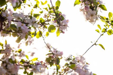 Güneş elma ağacı çiçek açan dalları.