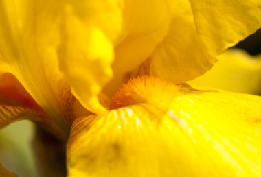 Sarı süsen çiçeğini kapat..