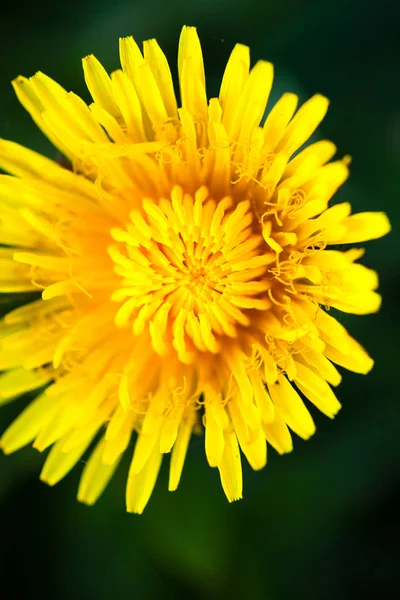 Closeup Blooming Yellow Dandelion Flower — Stock Photo, Image