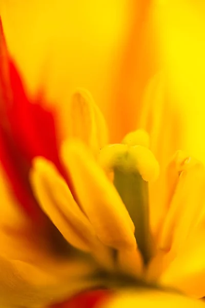 Крупный План Цветущего Желтого Цветка Тюльпана — стоковое фото