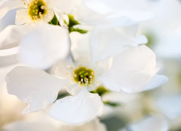 Närbild Päron Träd Blommor — Stockfoto